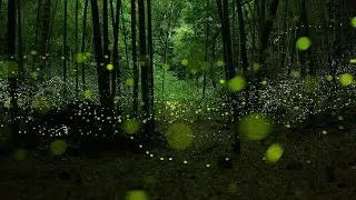 Pure Rain Ambience 🌧️ | Minimal • Calm • LIVE

🌧️집중 |☔专注向|