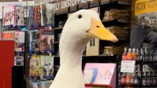 What Do Pet Ducks Eat? 🍽🦢