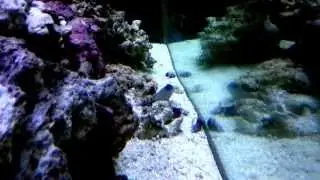 Odontanthias Fuscipinnis and Opistognathus Lonchurus