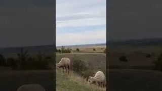 Bighorn sheep #bighornsheep #shorts #wildlife #beautiful #nationalgeographic #trending #viral #art