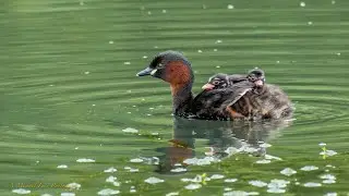 Wildlife Wednesday Episode 88 (Little Grebes)