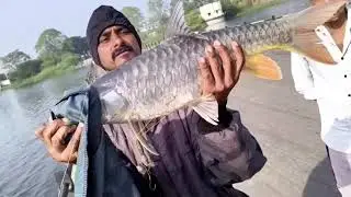 Golden Monster! Mahseer Fight Full Power 🎣🔥&rdquo;Gold Mahseer jhabbu Hook catching Big Monstar🎣🐟