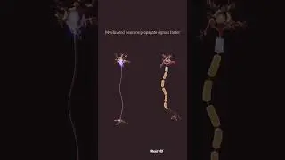 Myelinated Neurons. #medical #viral #information #highlights #neuron