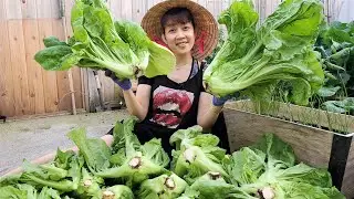 Thu hoạch một đống cải tàu sậy bự chảng thấy mê.  Chia sẻ cách trồng cải thảo 🇨🇦574》 Vườn Rau Việt
