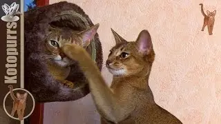 Funny abyssinian cats playing with tube [kotopurrs]