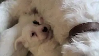 Sealyham Puppies Six Weeks today
