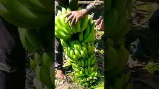 JFC_BIKANER_RJ | Export_Quality_Bananas_Packing #Banan #Banany #Indian_All_Fruit_Packing #Pisangya