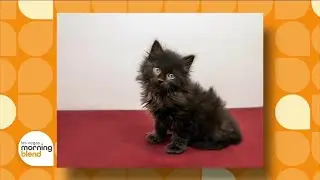 Pick Of The Litter: Kevin!