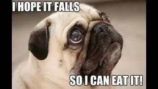 Pug Memes
