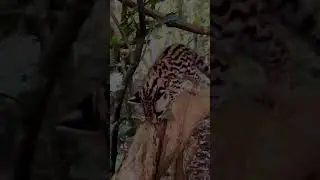 2023 Ocelot VS 7000 BCE Ocelot🤣 #shorts #viral #ocelot
