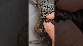 Pipa Pipa Toad Gives Birth From Their Back! (TRYPOPHOBIA WARNING ⚠️) #pipapipa #surinamtoad