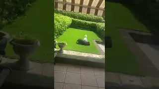 il bassotto scoddy e la pecorella 🐾🐑&hearts;️