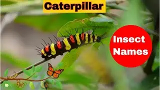 25+ Insect Names for Kids | A to Z Insects | GK for Kids | Kids Vocabulary #kidsvocabularywords