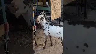 Short video - c01b21bc b904 41cf 9eed 5af7d6 #mzfarming #farming #bakripalankaisekre#farming #goat