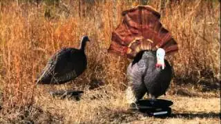 Живая птица от Natural Motion Decoy