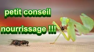 Tuto : Petit conseil nourrissage  mante !!!