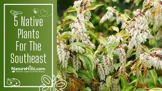 Native Plants For The Southeast | NatureHills.com