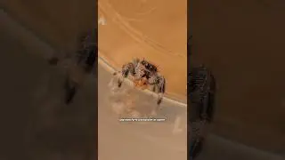 the cutest spider in the world
