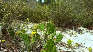 Tiger & Patrick Creek Trails