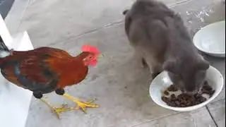 Rooster steal cat food