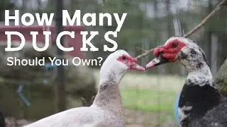 How Many Ducks Should I Own, And Where Shoud Get Them From?