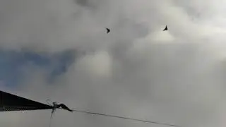 КАК Я ГОНЯЮ СВОИХ БАКИНЦЕВ!!!!HOW I RACE MY BAKINS!
