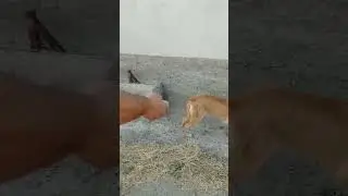 Dazzer 2 k&ouml;pek kovucu