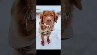 Canada Pooch Soft Shield Dog Boots Review