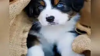 cute dogs dp's for whatsapp