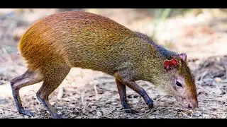 Wild Animals of Trinidad Part 02 (Red-Romped Agouti)