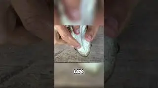 Tra&iacute;ra vs. Trair&atilde;o: Aprenda a Diferenciar F&aacute;cil!