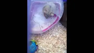 Hamster daily activities