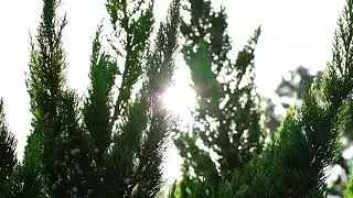 In the Mossy Shadow of the Forest