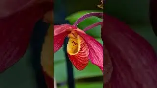 #orchids #flowers #nature #plants #garden #orchidlove #orchidworld