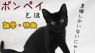 【猫】ボンベイとは【雑学・特徴】