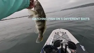 Summer kayak spotty fishing North Island | San Diego Bay |