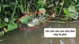 c&acirc;u c&aacute; r&ocirc; đồng,chỉ v&agrave;i con l&agrave; ph&ecirc;( video 65)@3ruong