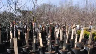 Scarlet Prince Peach Trees at Highland Hill Farm