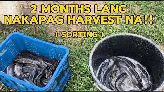 HITO FARMING: UNANG HARVEST NGAYONG 2026 ( Sorting after 2 months )