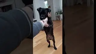 Our PATTERDALE TERRIER pup BSL Estacado at 4 months