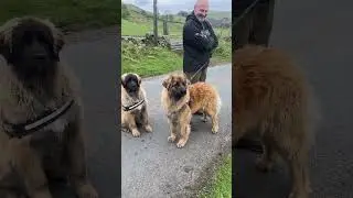 Leonberger Growling at Sheep 😂 #dog #puppy #trending #viral #leonberger #cute #love #giantbreed