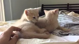 Cactus and Soba 7-week cream tabby kittens Day Time Chilling Eating And Lazy Playing