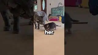 Cat but it's a baby! #cat #cute #shorts