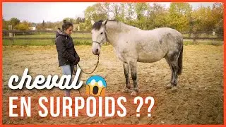 CHEVAL EN FORT SURPOIDS ? - Avec la nutritionniste Angélique Descarpentry