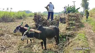 Bullock Cart Ride | Bullock Cart Race | Bullock Cart Videos | Bull Farming Videos | Bullock Media