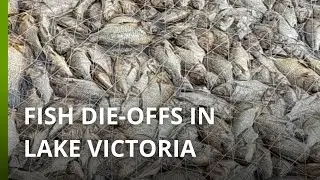 Massive fish die-offs in Lake Victoria affect Kenyan fishers
