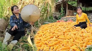 Drying corn, clearing corn fields to plant a new corn crop, catch chickens in the coop