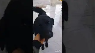 saaf saaf inkar kar diya 😁😅#pawsitivepals #shorts #ytshorts #viral #trending #funny #dog #comedy