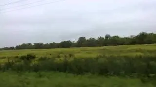 Wild Flower drive by