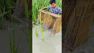 Village boy fishing bamboo cage #reels #fishing #viral #trending #Amazing #shorts #shortvideo